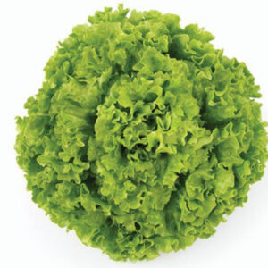 Batavia/Green Lettuce