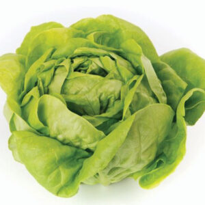 Butterhead/Butter Lettuce Green