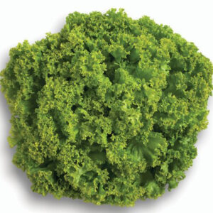 Green Coral/Green Cos Lettuce