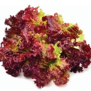 Red Coral / Red Lettuce