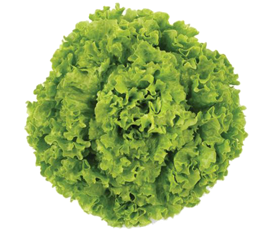 BataviaGreen-Le-uce BataviaGreen-Le-uce