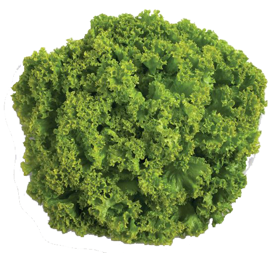 Green-CoralGreen-Cos-Le-uce Green-CoralGreen-Cos-Le-uce