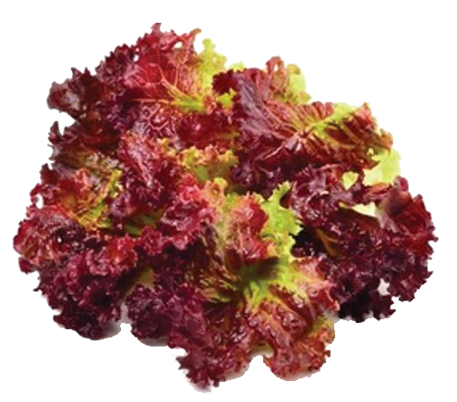 Red-Coral-Red-Le-uce Red-Coral-Red-Le-uce